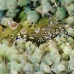 shrimp_cleaner_spotted_dome_nwp_h_0189_tci2140.jpg